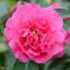 Camelia Fiesta Grande - Camellia (x) Reticulata 1 Camelia Fiesta Grande - Camellia (x) Reticulata -Naturelle Boutique Camellia Fiesta Grande 85276 1