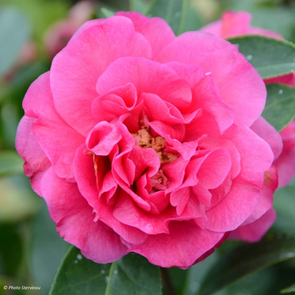 Camelia Fiesta Grande - Camellia (x) Reticulata 3 Camelia Fiesta Grande - Camellia (x) Reticulata
