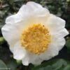 Camelia Fuji - Camellia Japonica De Higo 1 Camelia Fuji - Camellia Japonica De Higo -Naturelle Boutique Camellia Fuji 85277 1