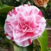 Camélia Lavinia Maggi - Camellia Japonica 2 Camélia Lavinia Maggi - Camellia Japonica -Naturelle Boutique Camellia Lavinia Maggi 85272 1