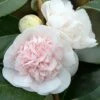 Camélia Marie-Galante - Camellia Japonica -Naturelle Boutique Camellia Marie Galante IF 17345 1