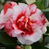 Camélia Midnight Variegated - Camellia Japonica 1 Camélia Midnight Variegated - Camellia Japonica -Naturelle Boutique Camellia Midnight variegated IF 16643 1