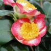 Camélia Okan - Camellia Japonica De Higo -Naturelle Boutique Camellia Ohkan IF 17347 1