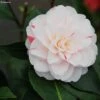 Camélia Stacy Susan - Camellia Japonica 1 Camélia Stacy Susan - Camellia Japonica -Naturelle Boutique Camellia Stacy Susan IF 166410 1