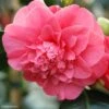 Camélia Chandleri Elegans - Camellia Japonica -Naturelle Boutique Camellia chandleri Elegans 85274 1