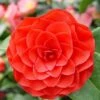 Camélia Roger Hall - Camellia Japonica -Naturelle Boutique Camellia japonica Roger Hall 89551 1