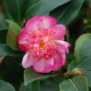 Camélia D'automne - Camellia Sasanqua Choji Guruma -Naturelle Boutique Camellia sasanqua Choji Guruma 0566002 1
