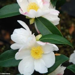Camélia D'automne - Camellia Sasanqua Survivor