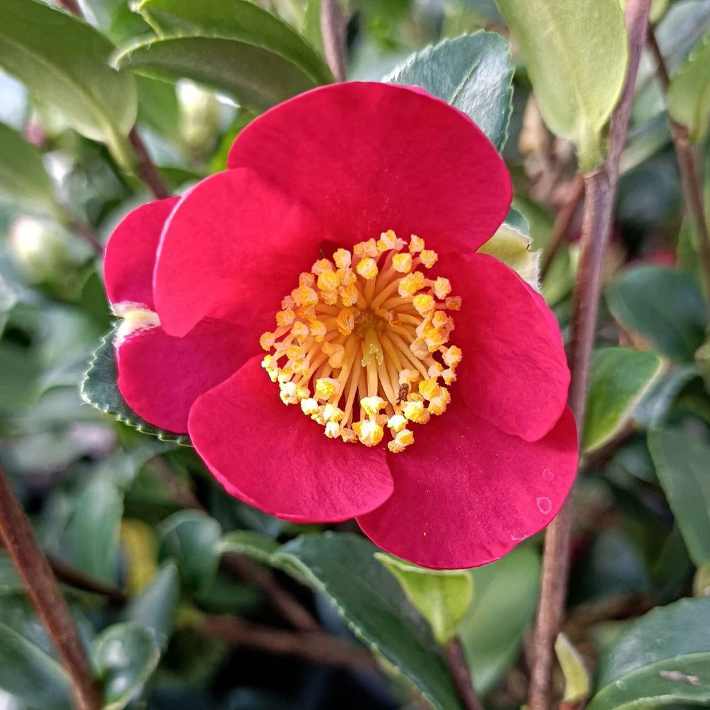 Camélia D'automne - Camellia Sasanqua Yuletide 3 Camélia D'automne - Camellia Sasanqua Yuletide