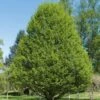 Carpinus Betulus Fastigiata - Charme Fastigié 1 Carpinus Betulus Fastigiata - Charme Fastigié -Naturelle Boutique Carpinus betulus Fastigiata 781567 1