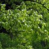 Carpinus Fangiana - Charme De Fang
