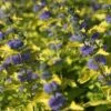 Caryopteris Hint Of Gold -Naturelle Boutique Caryopteris Hint of Gold 85033 1