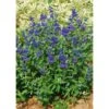 Caryopteris Clandonensis First Choice - Spirée Bleue -Naturelle Boutique Caryopteris clandonensis First Choice 89414 1