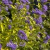 Caryopteris Incana Sunny Blue - Spirée Bleue, Barbe Bleue 2 Caryopteris Incana Sunny Blue - Spirée Bleue, Barbe Bleue -Naturelle Boutique Caryopteris incana Sunny Blue Spiree bleue Barbe bleue copyright 18288 1