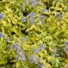 Caryopteris Incana Sunshine Blue - Barbe-bleue, Spirée Bleue 2 Caryopteris Incana Sunshine Blue - Barbe-bleue, Spirée Bleue -Naturelle Boutique Caryopteris incana Sunshine Blue 781571 1