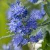 Caryopteris X Clandonensis Blauer Spatz (Oiseau Bleu) -Naturelle Boutique Caryopteris x clandonensis Blauer Spatz Oiseau Bleu IF 17888 1