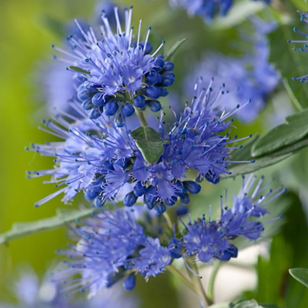 Caryopteris X Clandonensis Blauer Spatz (Oiseau Bleu) 3 Caryopteris X Clandonensis Blauer Spatz (Oiseau Bleu)