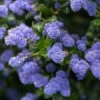 Céanothe Autumnal Blue -Naturelle Boutique Ceanothe Autumnal Blue ceanothus copyright 876871 1