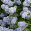 Céanothe Edinburgh -Naturelle Boutique Ceanothus Edinburgh 87737 1