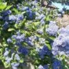 Céanothe Arboreus Trewithen Blue -Naturelle Boutique Ceanothus arboreus trewithen blue ld Walllygrom 9508 1