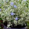 Céanothe Impressus Cool Blue - Lilas De Californie