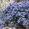 Céanothe Impressus Puget Blue - Lilas De Californie 1 Céanothe Impressus Puget Blue - Lilas De Californie -Naturelle Boutique Ceanothus impressus Puget blue 87686 1