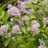 Céanothe Pallidus Marie Rose - Lilas De Californie -Naturelle Boutique Ceanothus pallidus Marie Rose 781572 1