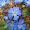 Ceratostigma Willmottianum - Dentelaire -Naturelle Boutique Ceratostigmata Willmottianum 7590 1
