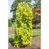 Cercis Canadensis Golden Falls - Gainier Du Canada 2 Cercis Canadensis Golden Falls - Gainier Du Canada -Naturelle Boutique Cercis canadensis Golden Falls Gainier du Canada 16198 1