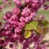 Cercis Canadensis Pink Pom Pom's - Gainier Du Canada 2 Cercis Canadensis Pink Pom Pom's - Gainier Du Canada -Naturelle Boutique Cercis canadensis Pink Pom Pom s 83991 1
