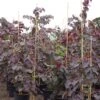 Cercis Canadensis Ruby Falls – Arbre De Judée Pleureur, Nain Et Pourpre -Naturelle Boutique Cercis canadensis Ruby Falls 82956 1