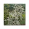 Cercis Canadensis Vanilla Twist - Gainier Du Canada Pleureur Blanc -Naturelle Boutique Cercis canadensis Vanilla Twist 83992 1