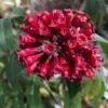 Cestrum Elegans (purpureum) Rubrum -Naturelle Boutique Cestrum elegans rubrum copyright 16235 1