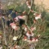 Chaenomeles Cathayensis - Cognassier De Cathay -Naturelle Boutique Chaenomeles cathayensis 86098 1