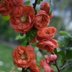 Cognassier Du Japon - Chaenomeles Speciosa Mango Storm