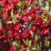 Cognassier Du Japon - Chaenomeles X Superba Hollandia -Naturelle Boutique Chaenomeles x superba Hollandia 100070 1