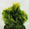 Chamaecyparis Obtusa Andorra - Faux Cyprès Hinoki Du Japon -Naturelle Boutique Chamaecyparis obtusa Andorra 624002 1