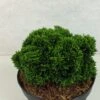 Faux Cyprès Du Japon - Chamaecyparis Obtusa Juniperoides -Naturelle Boutique Chamaecyparis obtusa Juniperoides 630002 1