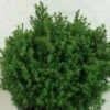 Chamaecyparis Obtusa Wissel - Faux Cyprès Hinoki Du Japon 1 Chamaecyparis Obtusa Wissel - Faux Cyprès Hinoki Du Japon -Naturelle Boutique Chamaecyparis obtusa Wissel 637002 1