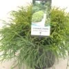 Chamaecyparis Pisifera Filifera Nana - Cyprès Sawara -Naturelle Boutique Chamaecyparis pisifera Filifera Nana 640002 1