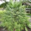 Chamaerops Humilis - Palmier Nain 1 Chamaerops Humilis - Palmier Nain -Naturelle Boutique Chamaerops humilis 832532 1
