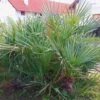Chamaerops Humilis Cerifera - Palmier Nain Bleuté -Naturelle Boutique Chamaerops humilis Cerifera 82193 1