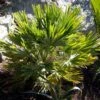 Chamaerops Humilis Vulcano - Palmier Nain -Naturelle Boutique Chamaerops humilis Vulcano 82194 1