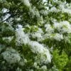 Chionanthus Retusus - Arbre De Neige 2 Chionanthus Retusus - Arbre De Neige -Naturelle Boutique Chionanthus retusus 83996 1