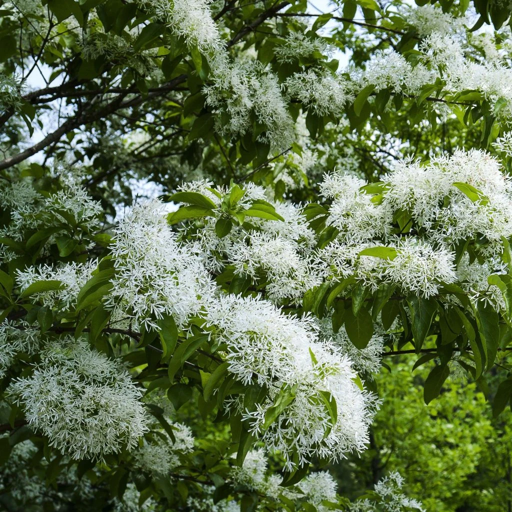 Chionanthus Retusus - Arbre De Neige 3 Chionanthus Retusus - Arbre De Neige