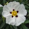 Cistus Alan Fradd - Ciste Pourpre à Fleurs Blanches. -Naturelle Boutique Cistus Alan Fradd 83037 1