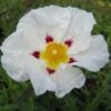 Cistus (x) Loretii - Ciste à Feuilles étroites 2 Cistus (x) Loretii - Ciste à Feuilles étroites -Naturelle Boutique Cistus x loretii 83260 1