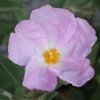 Cistus Argenteus Peggy Sammons - Ciste Hybride -Naturelle Boutique Cistus argenteus Peggy sammons 82195 1