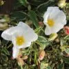 Cistus Corbariensis Rospico - Ciste Des Corbières Panaché. -Naturelle Boutique Cistus corbariensis Rospico 83261 1