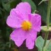 Cistus Creticus - Ciste De Crète -Naturelle Boutique Cistus creticus 781978 1